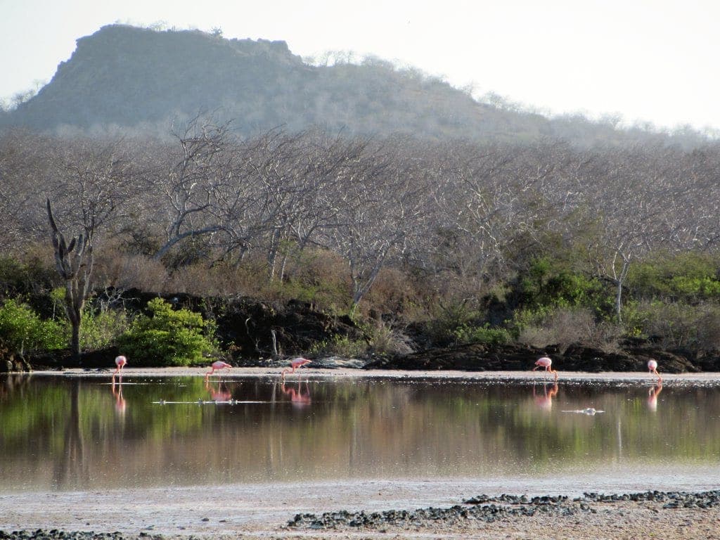 Flamencos en la laguna de Punta Cormorant, Floreana